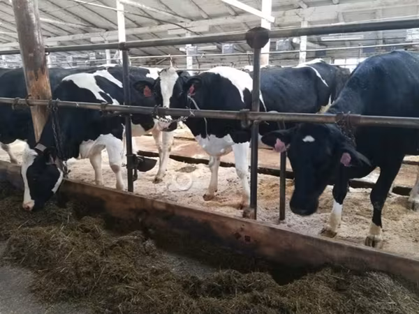 Kuh, Swiss cattle