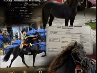 குதிரை, Rocky Mountain Horse — புகைப்படம் 1