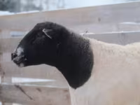 Bélier, Dorper sheep — photo 3