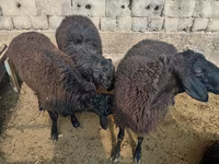 Carneiro, Rhon sheep — foto 4