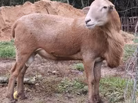 Bélier, Katum sheep — photo 2