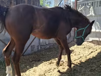 Cavalo, Arabian horse — foto 8
