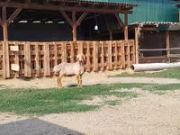 Carnero, Edilbay sheep — foto 7