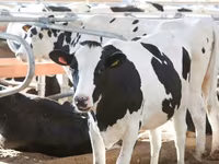 गाय, गोलस्टीन नस्ल — फ़ोटो 2