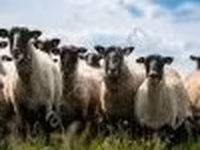 ஆண் ஆடு, Romanov sheep — புகைப்படம் 2