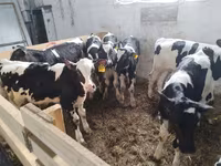Toro, Swiss cattle — foto 4