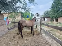 Égua, French Trotter — foto 2
