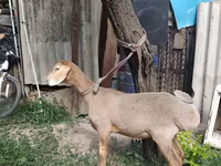 كبش, Edilbay sheep — الصورة 6