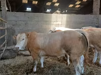 Touro, Blonde d’Aquitane cattle — foto 3
