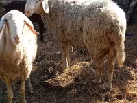 Carnero, Assaf sheep — foto 5
