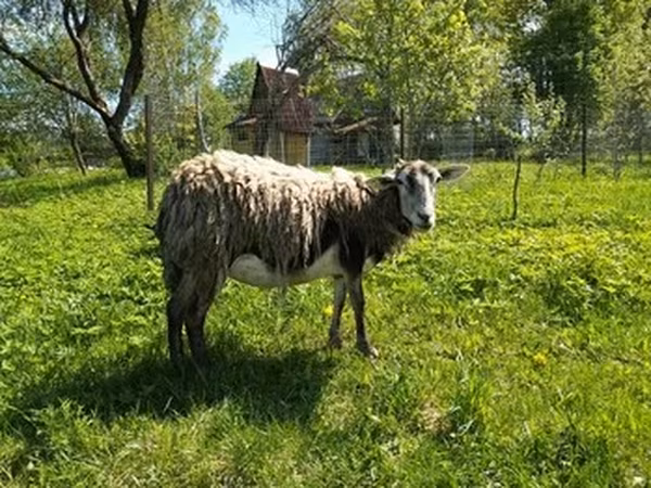 Kejobong goat