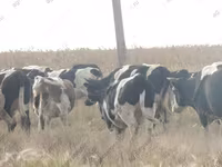 Boğa, Holstein ırkı — foto 1
