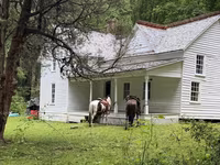 Hengst, Appaloosa — Foto 3