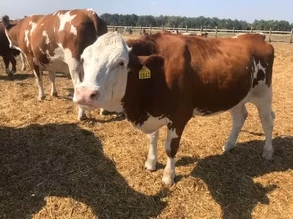 Rasa Holstein