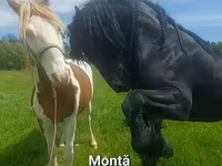 حصان, Friesian — الصورة 1