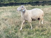 ஆண் ஆடு, Karakul sheep — புகைப்படம் 5