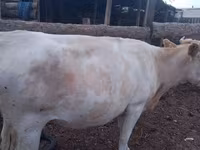 Kuh, Swiss cattle — Foto 8