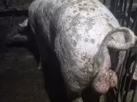 خنزير ذكر, Ландрас — الصورة 1