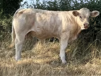 Touro, Raça de vaca — foto 4