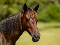 Kısrak, American paint horse — foto 6