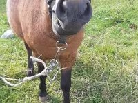 Horse (M), American shetland pony — photo 2