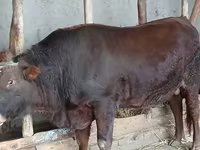 Touro, Vaca da estepe vermelha — foto 3