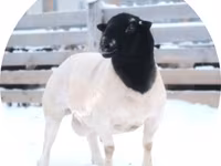 Bélier, Dorper sheep — photo 1