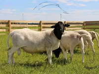 Bélier, Dorper sheep — photo 1