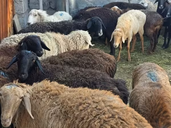 گوسفند