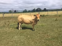 गाय, Partenaise cattle — फ़ोटो 1