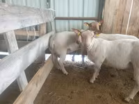 Koyun, Baerchuke sheep — foto 2