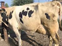 İnek, Swiss cattle — foto 3