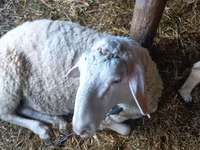 Widder, Awassi sheep — Foto 4