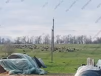 Baran, Romanov sheep — zdjęcie 4