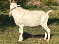 雄ヤギ, Saanen goat — 写真 2