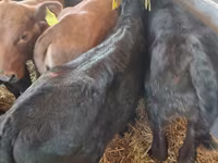 Bull, Limousin cow — photo 7
