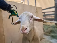 Koç, Lacaune sheep — foto 2