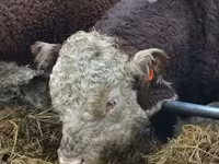 كبش, Edilbay sheep — الصورة 4