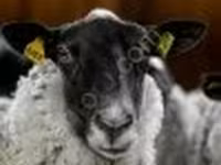 ஆண் ஆடு, Romanov sheep — புகைப்படம் 4