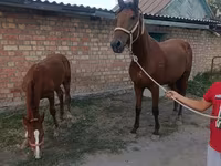 Kobyła, Thoroughbred horse — zdjęcie 1