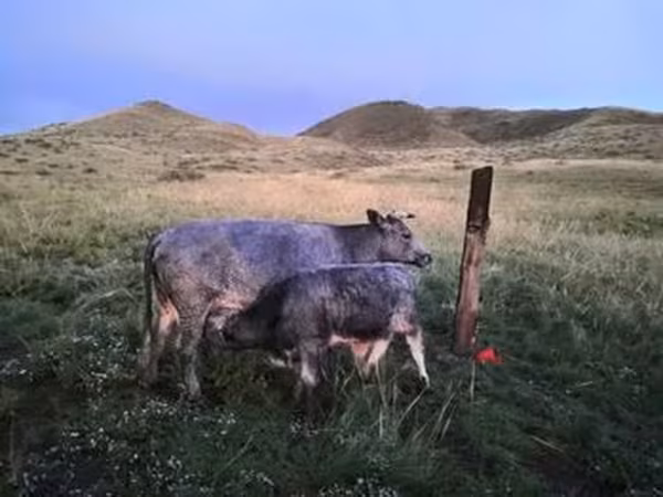 Simmental cattle