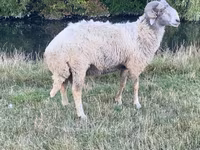 ஆண் ஆடு, Karakul sheep — புகைப்படம் 1