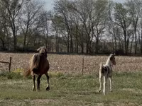 Kobyła, Pinto horses — zdjęcie 7