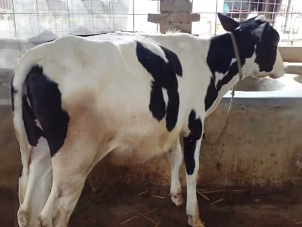 Vache, Race Holstein