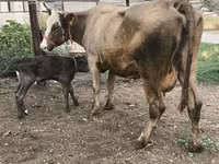 İnek, Simmental cattle — foto 6