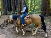 Stute, Quarter Horse — Foto 5