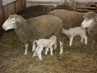 Koç, Dorset horn sheep — foto 3