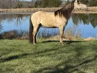 குதிரை, Rocky Mountain Horse — புகைப்படம் 7