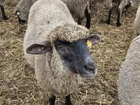 Schaf, Blackheaded Persian sheep — Foto 2