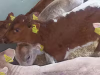 Toro, Simmental cattle — foto 5